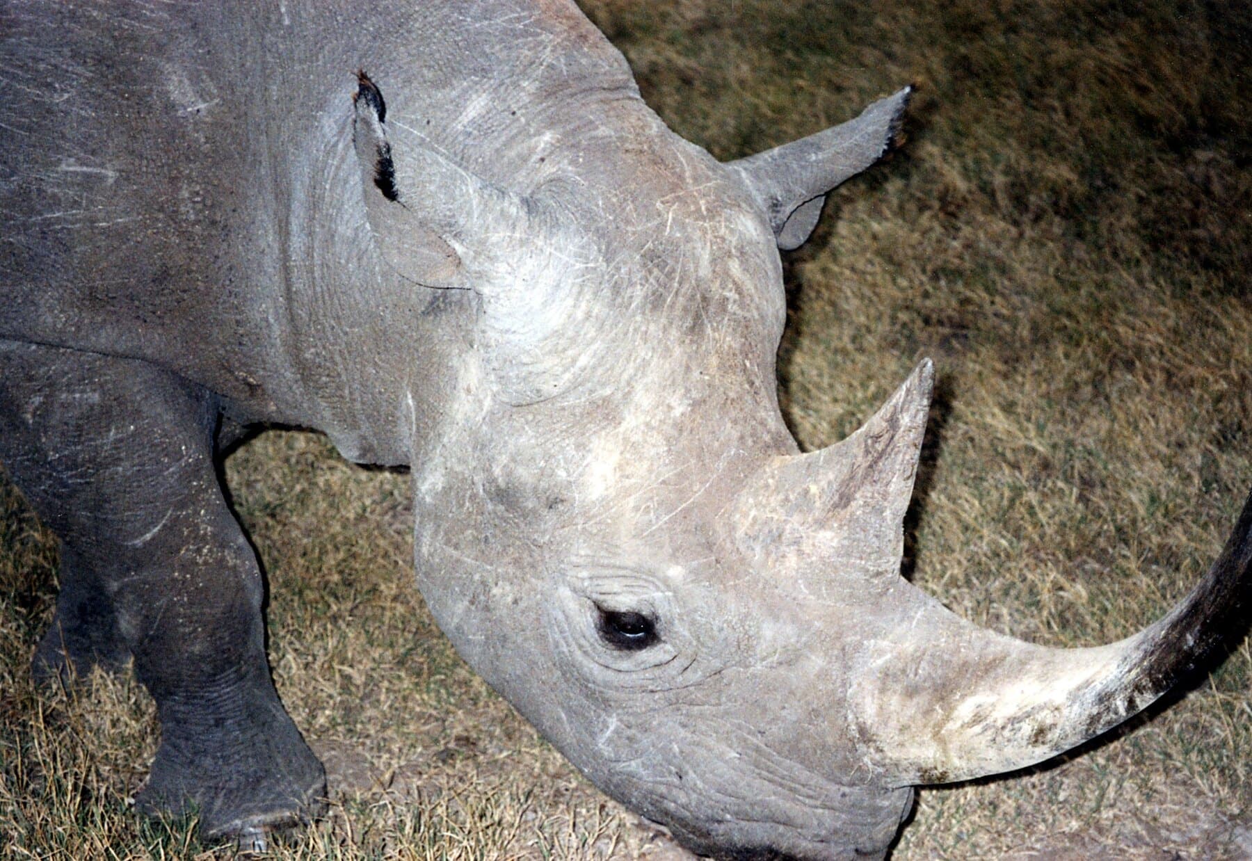 Black rhinoceros grazing on dry grass