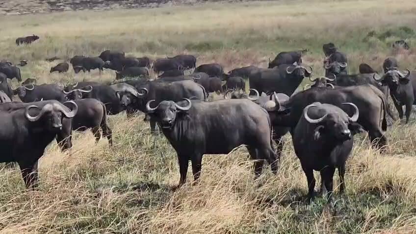 African buffalo herd standing in dry grass