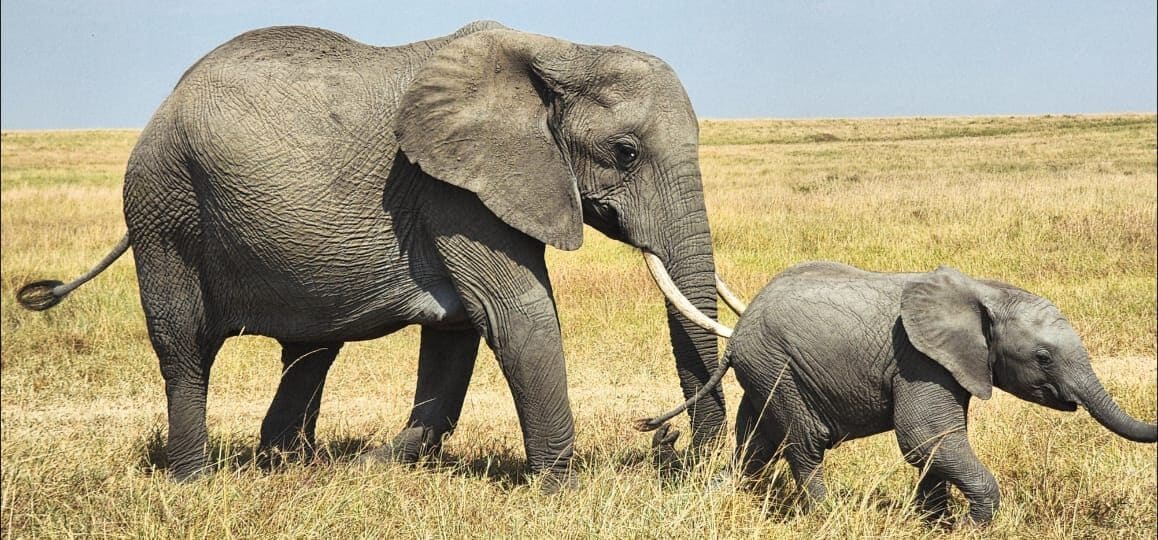 Elephant walking beside a young calf on open ground