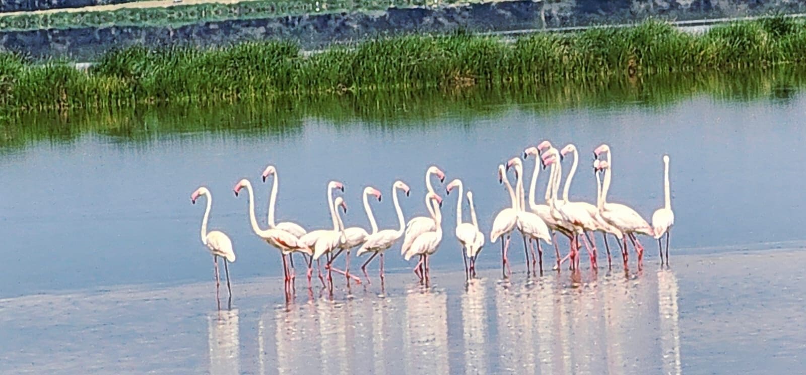 Flamingos standing in shallow water