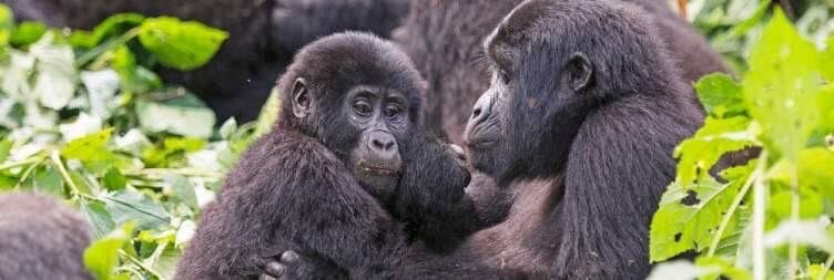 Two gorillas close together among green foliage