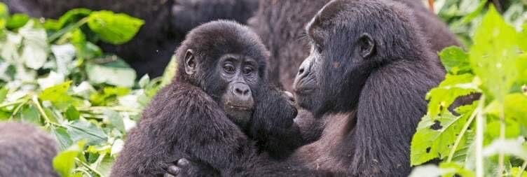 Two gorillas close together among green foliage