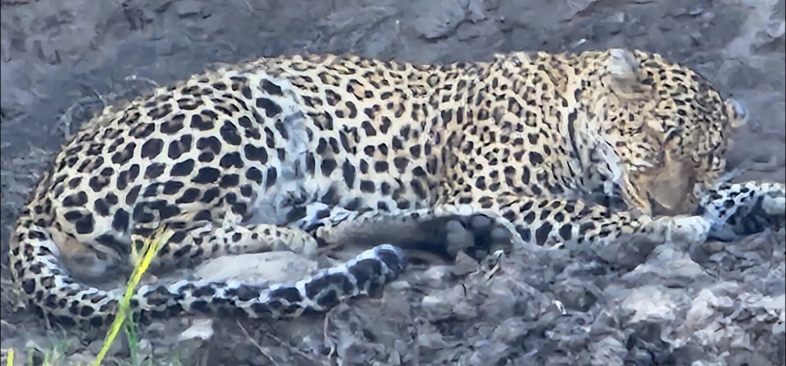 Leopard resting on a rocky surface