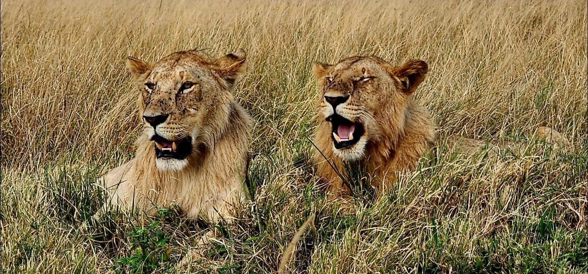 Two lions resting together in dry grass