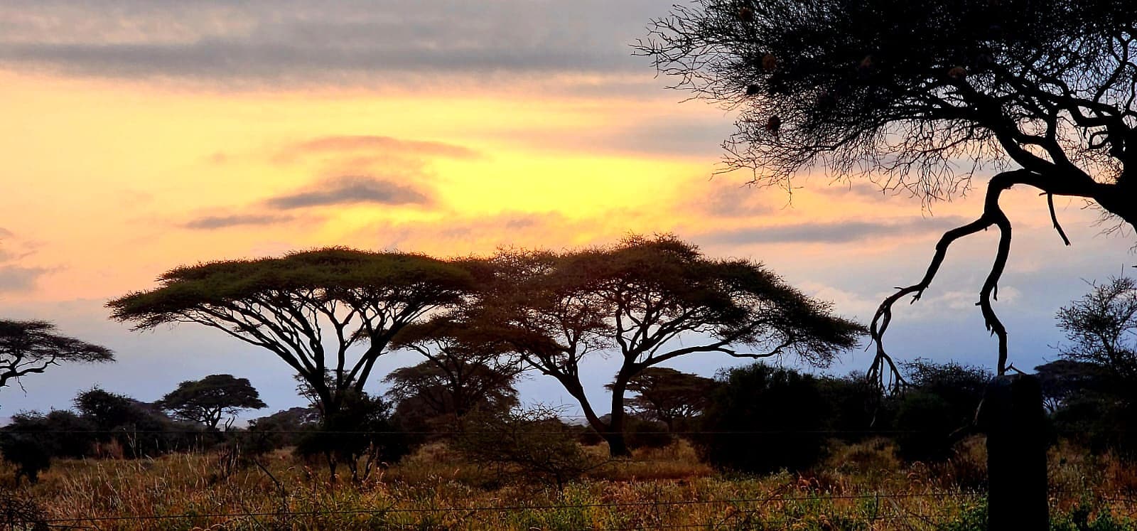 Warm sunset behind acacia trees across open savanna