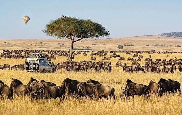 Large wildebeest herd spread across open grassland