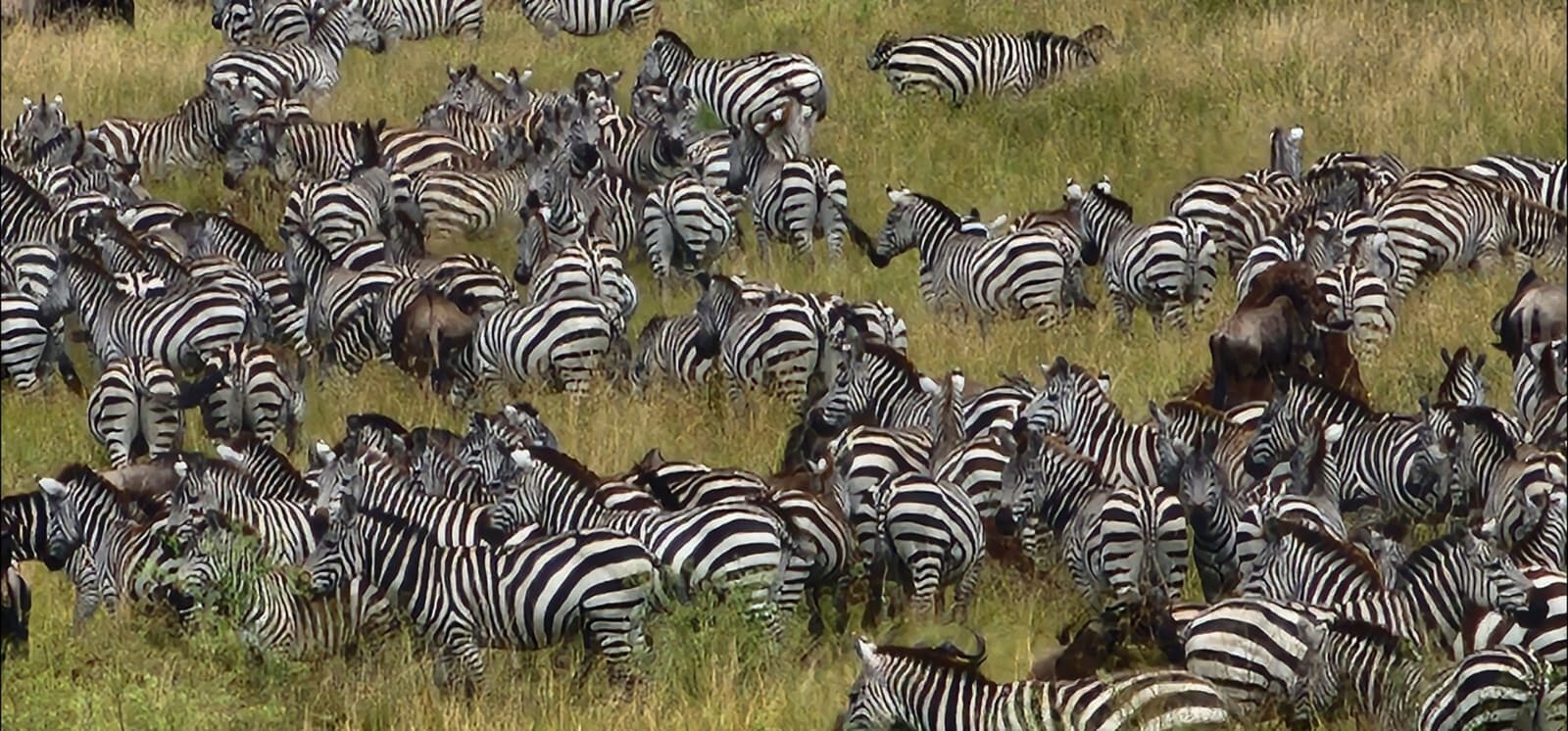 Large zebra herd crossing open grassland
