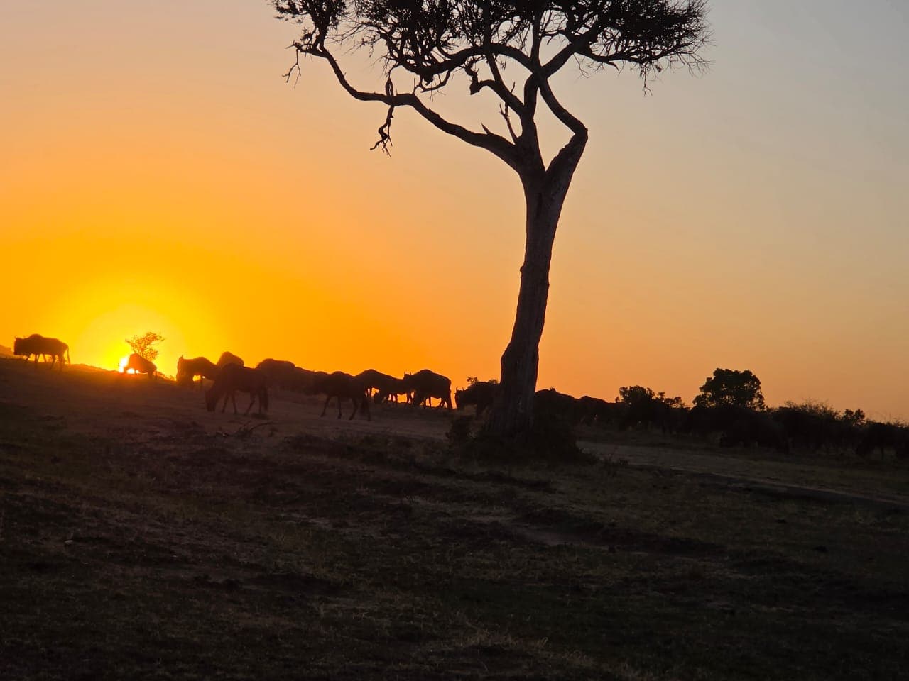 Sun setting behind a lone tree on open savanna