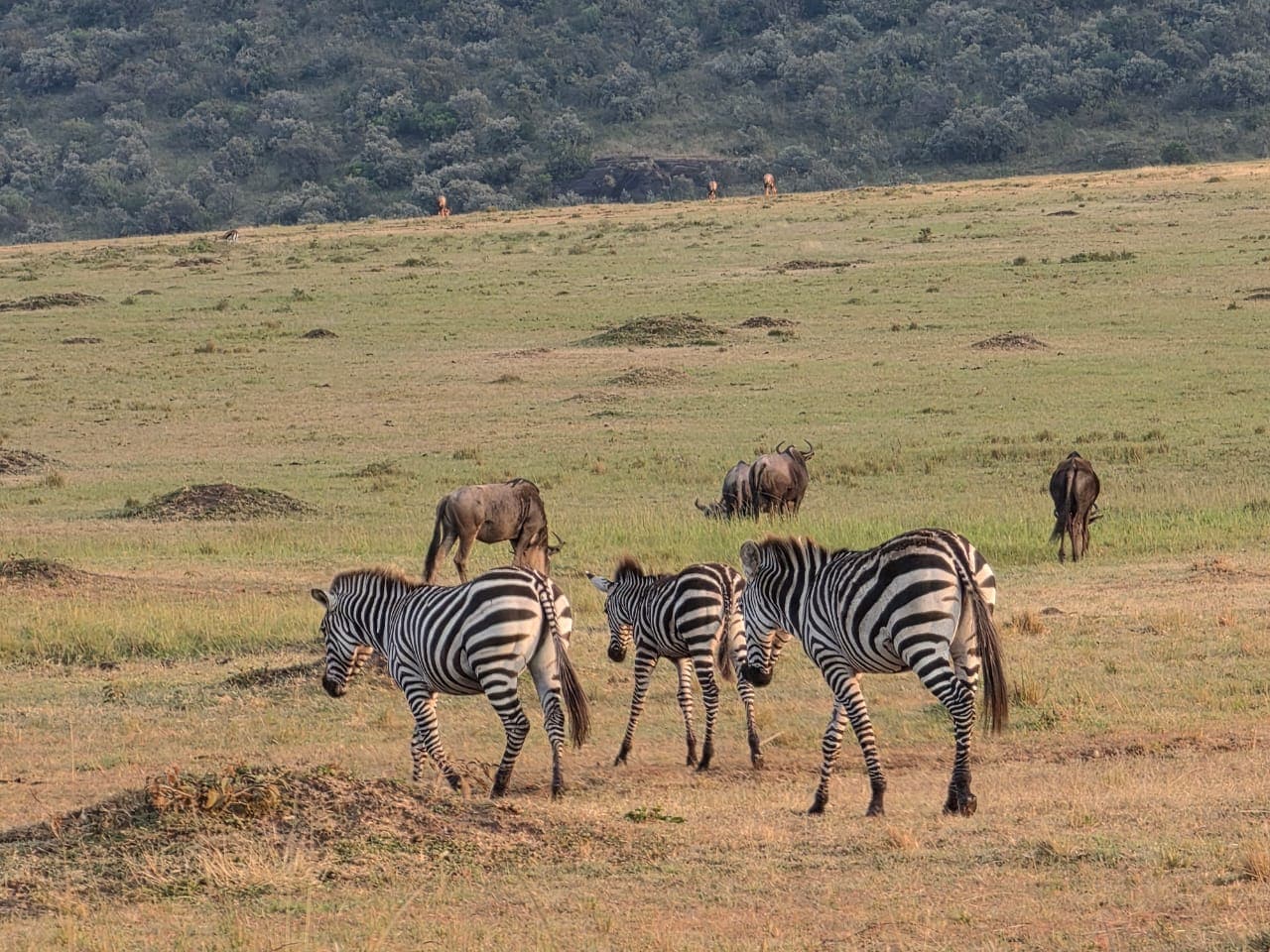 Zebras standing together on open grassland