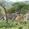 4days-samburu-and-lake-nakuru-budget-camping-safari