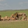 Lions-mara