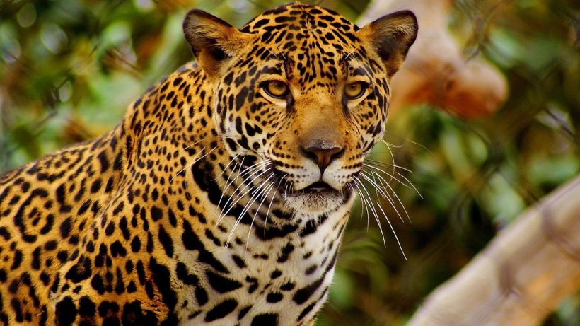 Wild-Cats-HD-Photos-of-cheetah