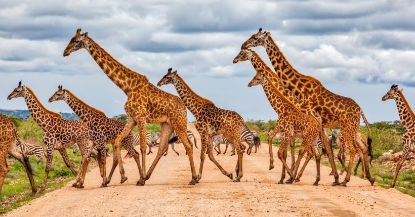 masai-giraffe-extinction-1563306007202