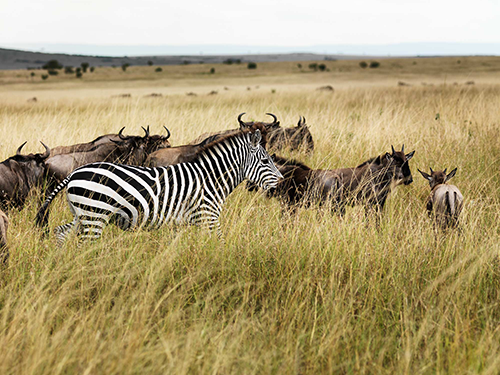 3 DAYS KENYA MAASAI MARA SAFARI