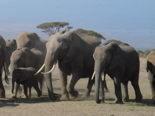 3 DAYS KENYA AMBOSELI SAFARI