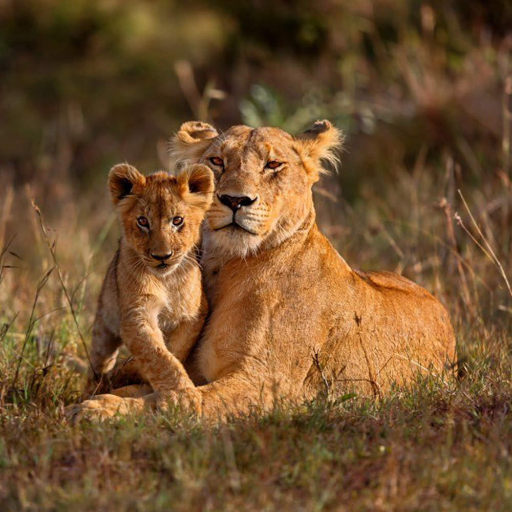 Lions Masai Mara